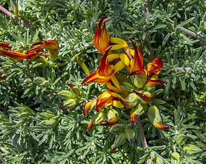 Image showing blossoms in sunny ambiance