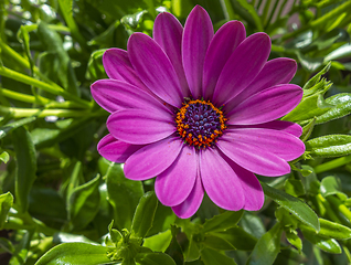 Image showing chrysanthemum in sunny ambiance