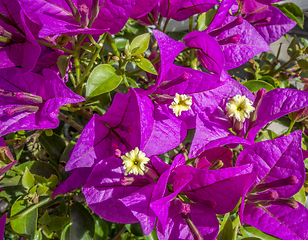 Image showing violet flowers in sunny ambiance