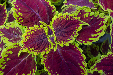 Image showing painted nettle leaves closeup