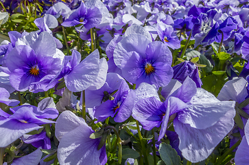 Image showing pansy flowers closeup