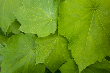 Image showing green leaves closeup