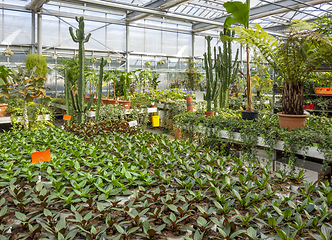 Image showing Greenhouse scenery