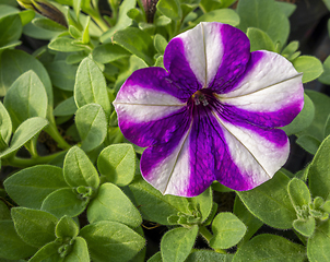 Image showing flower in sunny ambiance