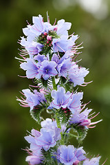 Image showing Viper's Bugloss (Echium Vulgare)