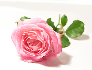 Image showing Flower, isolated pink rose and against a white background for blossom. Natural beauty floral or plant, stem valentine gift or green leafs with petal and flowers against a studio backdrop alone