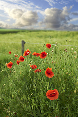 Image showing Flowers, grass and red poppies in field for natural beauty, spring mockup and blossom. Countryside, nature background and closeup of flower for environment, ecosystem and flora growing in meadow