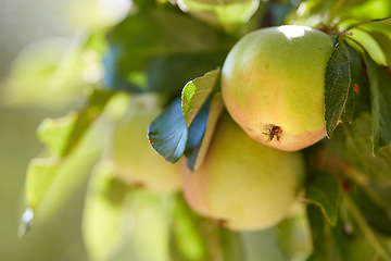 Image showing Fruit, farm and apple on trees for agriculture, orchard farming and harvesting in nature. Countryside, sustainability and closeup of green apples on branch for organic, healthy and natural produce