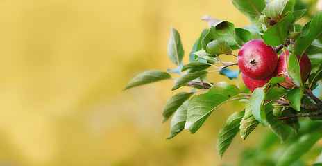 Image showing Mockup banner, fruit and apple on trees in farm for agriculture, orchard farming and harvesting. Nature, sustainability and closeup of red apples growing for organic, healthy and natural produce