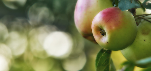 Image showing Banner, fruit and apple on trees in farm for agriculture, orchard farming and harvest. Nature mockup, sustainability and closeup of green or red apples growing for organic, healthy or natural produce