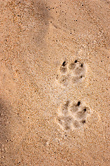 Image showing Dog tracks in the sand