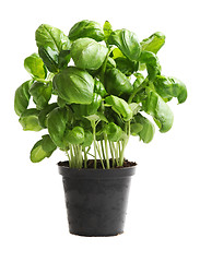 Image showing Basil 