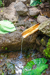 Image showing Natural bamboo fountain in Santo Antao, Cape Verde