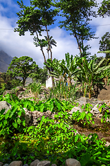 Image showing Paul Valley landscape in Santo Antao island, Cape Verde