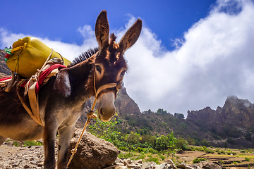 Image showing Donkey in Cova de Paul votano crater in Santo Antao island, Cape