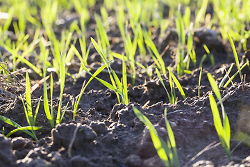 Image showing real organic green rye