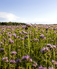 Image showing purple flowers, sky