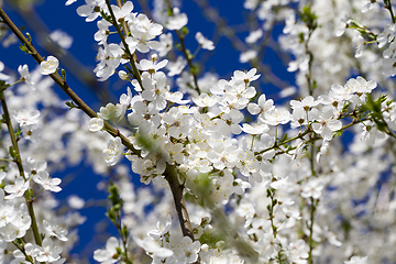 Image showing blooming beautiful fruit trees