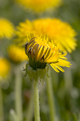 Image showing yellow dandelion