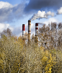 Image showing different deciduous trees