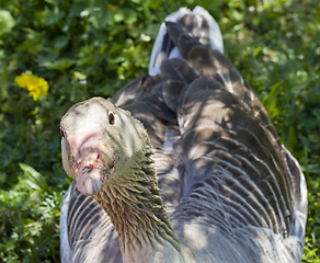 Image showing large gray goose