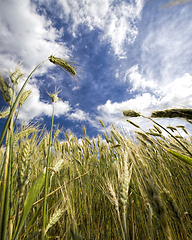 Image showing real organic green rye