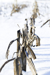 Image showing snow-covered field