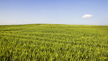 Image showing green unripe cereals