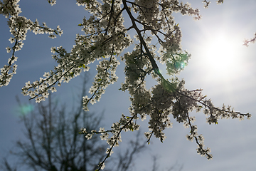 Image showing blooming beautiful fruit trees