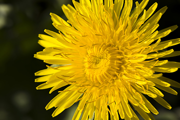 Image showing beautiful dandelion flower