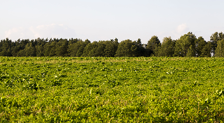 Image showing grass and forest, summer