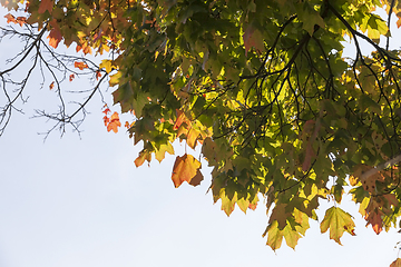 Image showing maple leaves to large-scale leaf fall