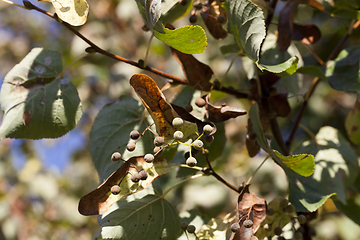 Image showing lime seeds tree