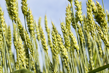 Image showing wheat or rye