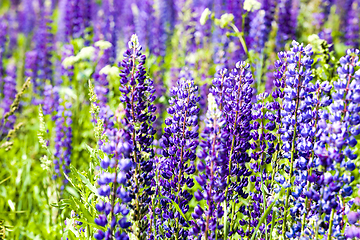 Image showing flowering blue lupine