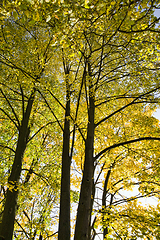 Image showing foliage in autumn, bottom view