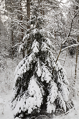 Image showing pine trees in winter