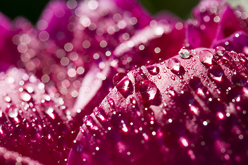 Image showing the red petals of peony