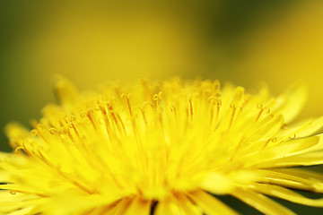 Image showing Dandelion