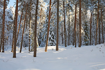 Image showing Pine forest