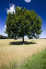 Image showing lonely oak growing in a field