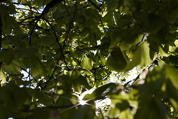 Image showing tree foliage