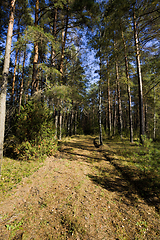 Image showing deciduous trees.