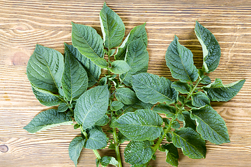 Image showing potato foliage