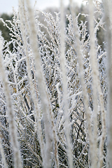 Image showing wild field with grass