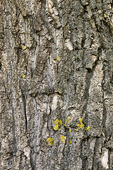 Image showing uneven tree bark