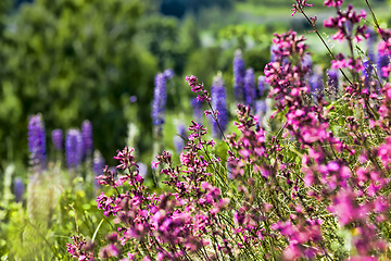 Image showing flowering small grass