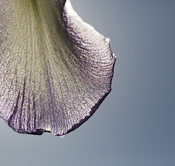 Image showing the petals of the blue iris