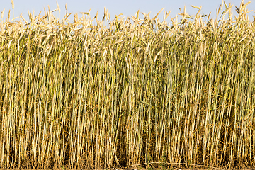 Image showing European agricultural fields