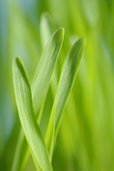 Image showing Barley seedlings